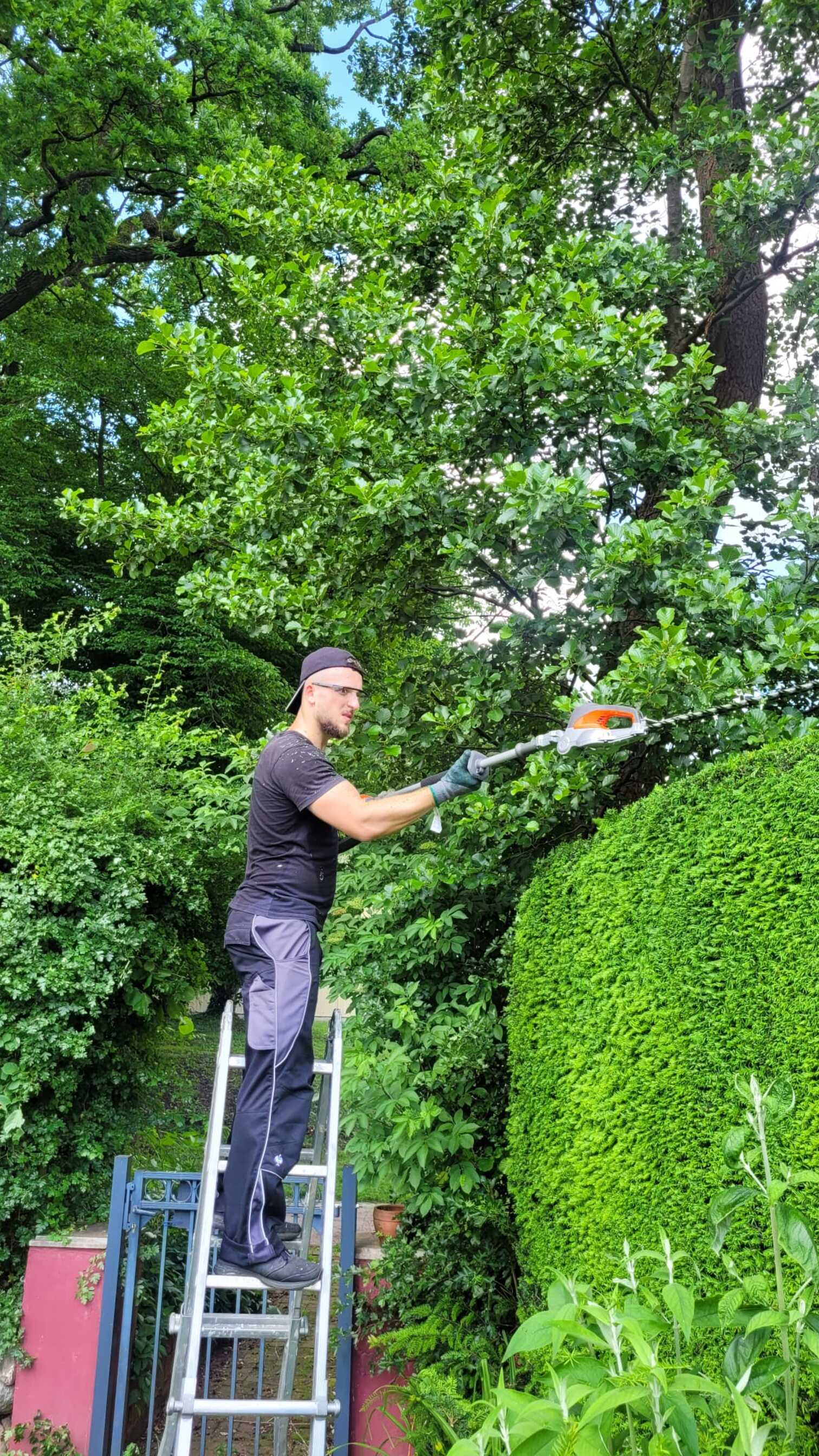 Frisch geschnittene Hecke im Objektumfeld